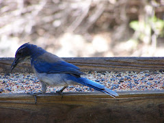 Scrub Jay at Tucker Wildlife Sanctuary