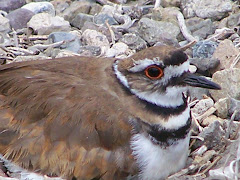 Killdeer on Nest at San Joaquin Wildlife Sanctuary