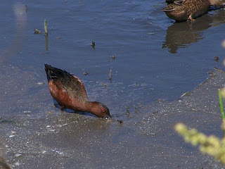 Cinnamon Teal at San Joaquin Wildlife Sanctuary
