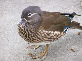 OC Birder Girl: Wood Duck or Mandarin Duck?
