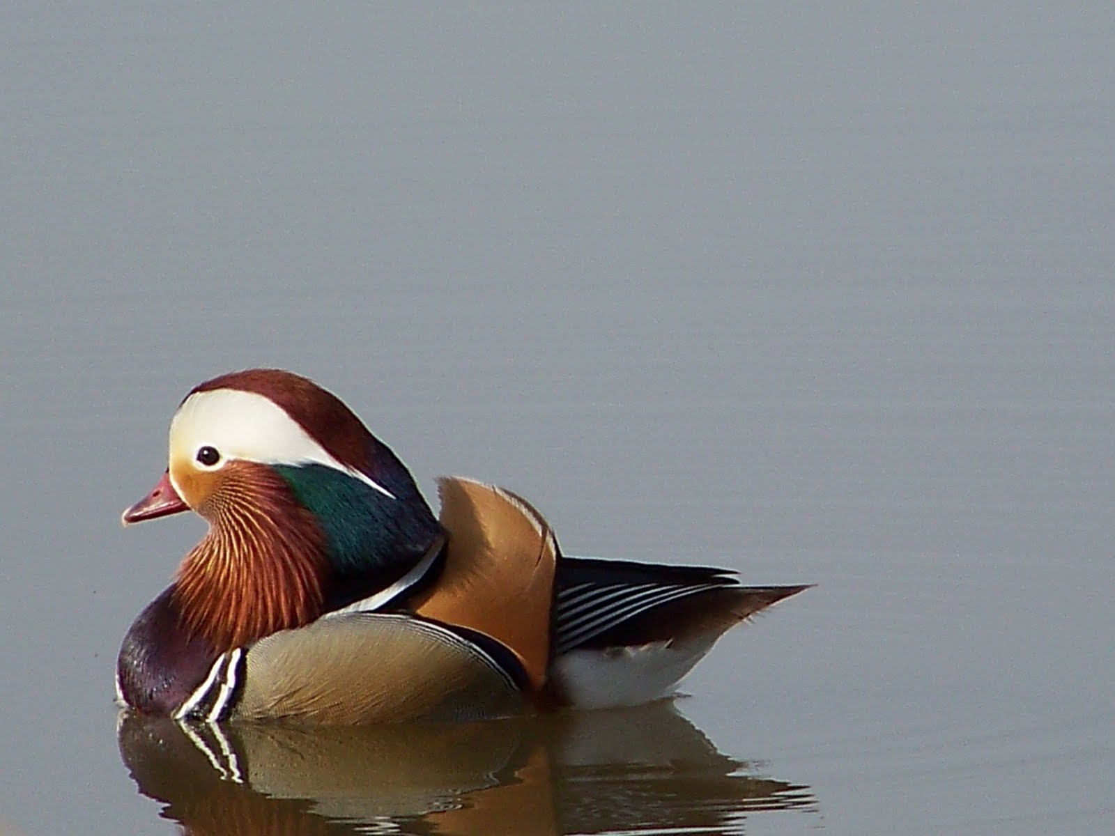 Oc Birder Girl Mandarin Duck