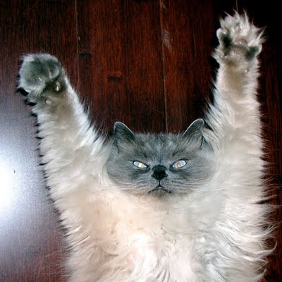 [cat+monster.jpg]