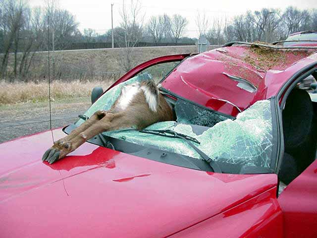 deer roadkill