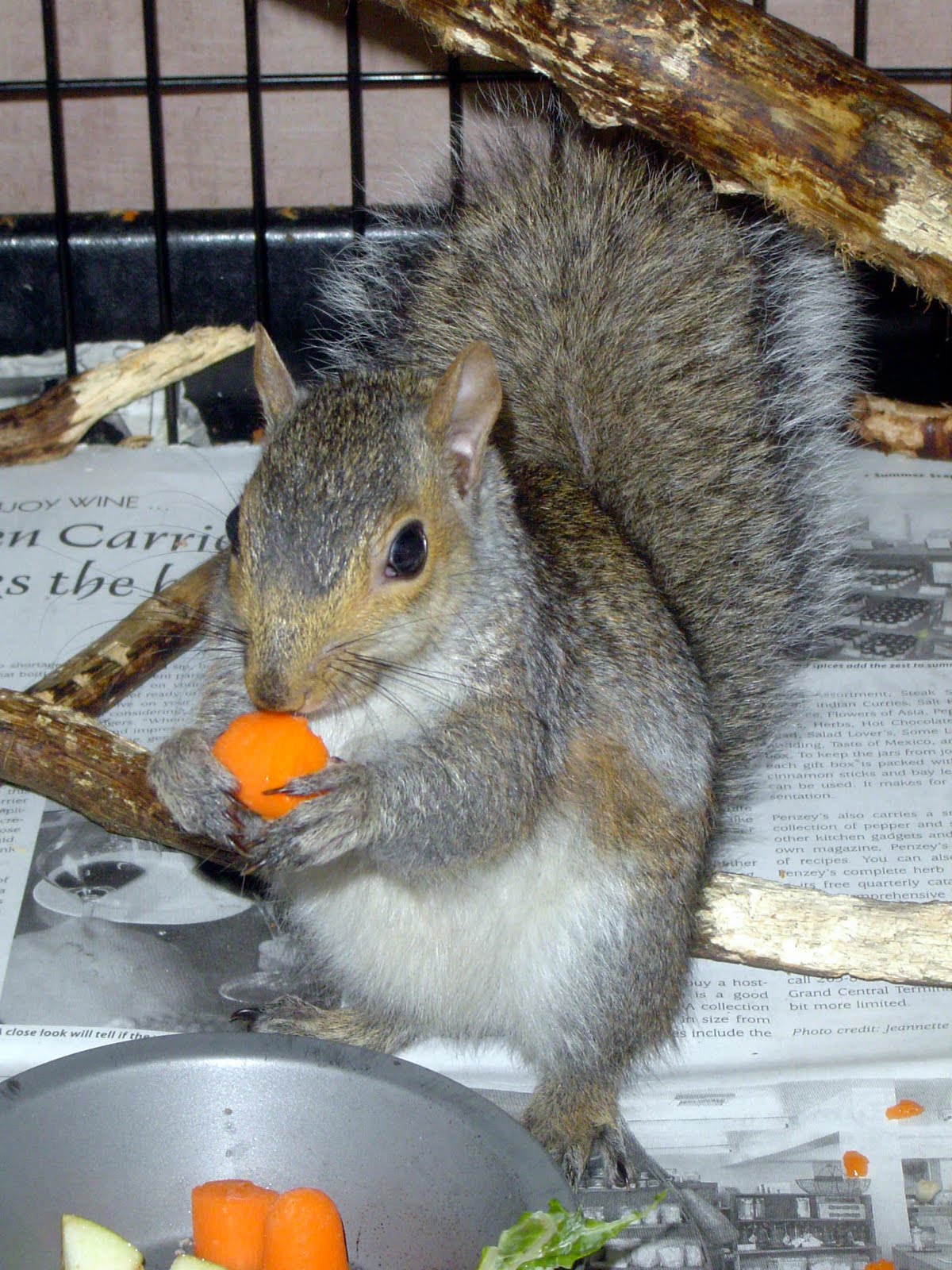 Wildlife in Crisis Squirrels, squirrels everywhere...