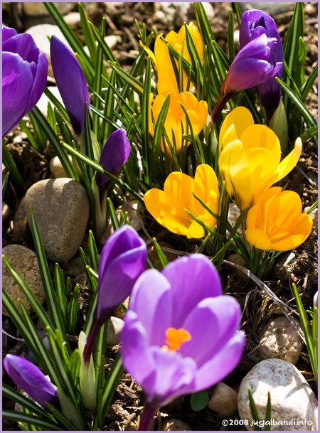 [crocus.jpg]