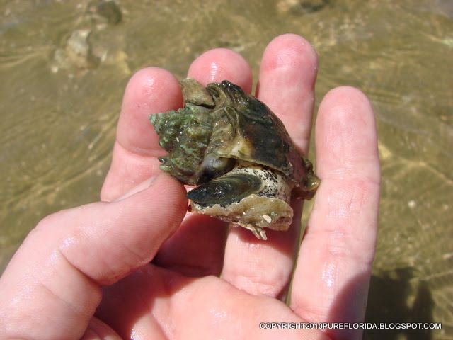 Marsh Periwinkle Snail Facts