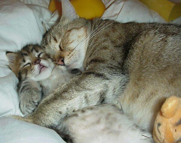 [mommy+cat.jpg]