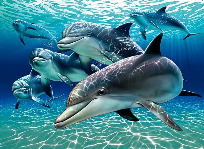 Dolphin Pics Dolphin Pics