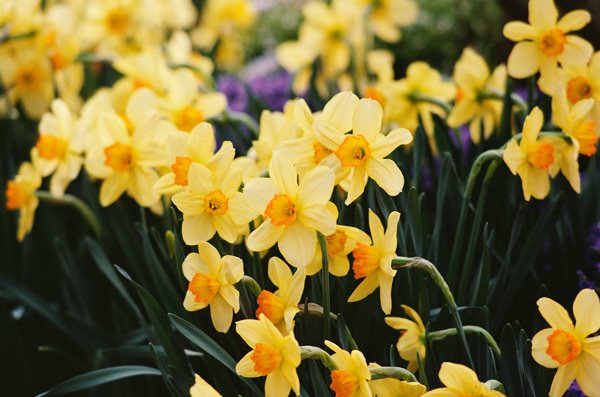 [daffodills.jpg]