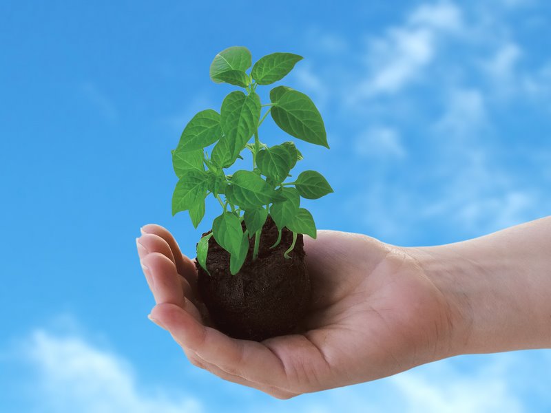[Plant_iStock_000001349664Small.jpg]