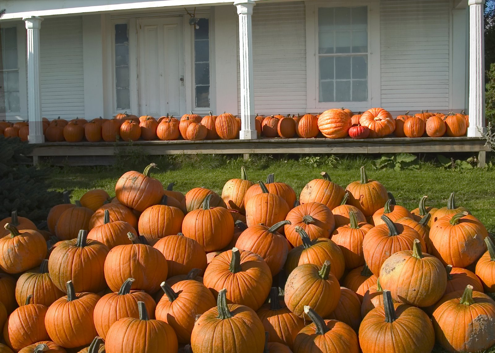 [Pumpkin+Patch_iStock_000000304626Medium.jpg]