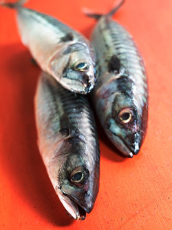 [fish.jpg]