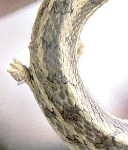 Unusual Snake With Foot Discovered Seen On www.coolpicturegallery.us Unusual Snake With Foot Discovered Seen On www.coolpicturegallery.us