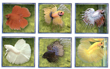 BETTAS DE LINHAGEM