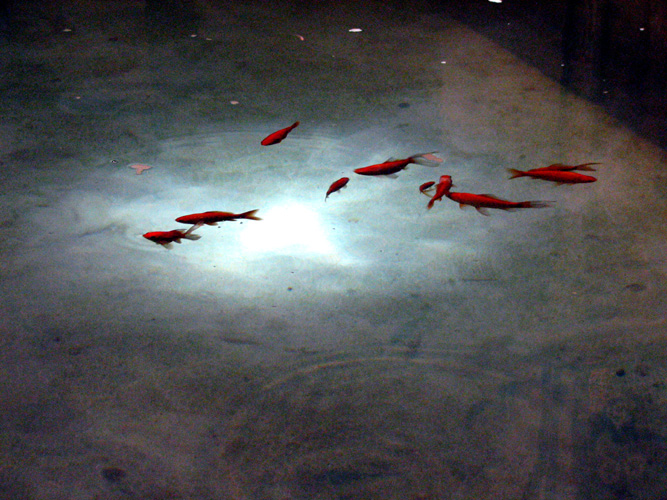 Red fishes|ماهی های قرمز