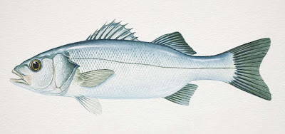 robalo