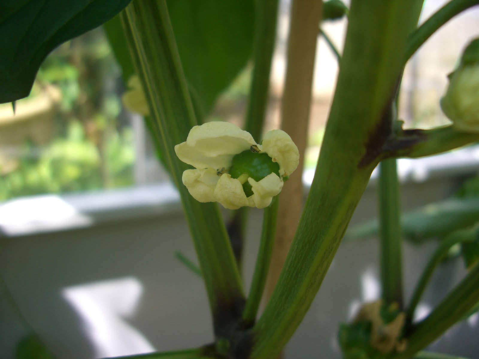 Water Pollinated