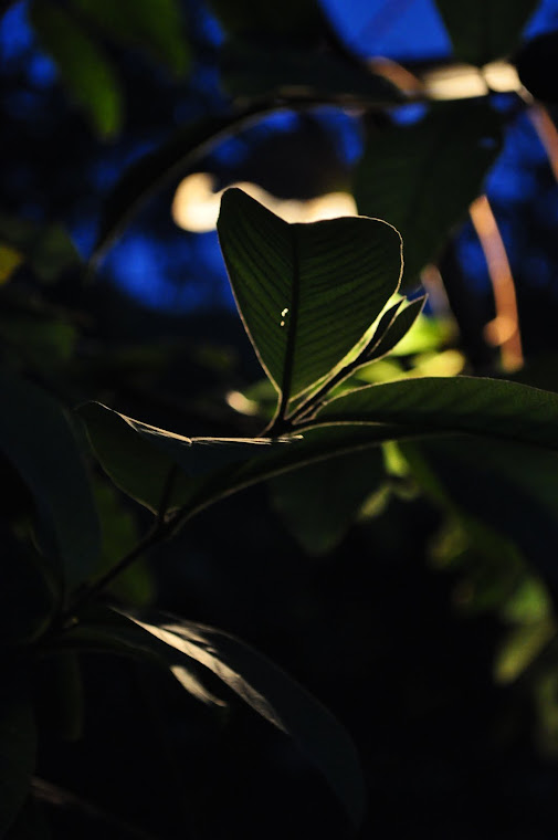 behind the scene of a guava tree