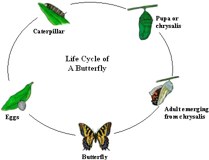 Cycles Of Life. The Life Cycle of Butterflies
