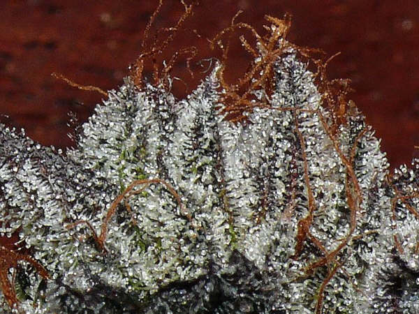 God Kush