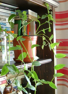 Plantas de interior - Tradescantia fluminensis