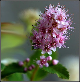 Meadowsweet Plant Pink