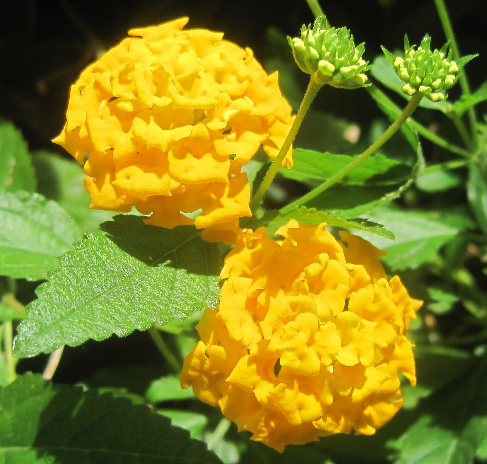 Lantana Luscious Lemonade Stock Photo Picture And Rights