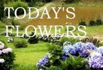 [00blog+todays+flowers.jpg]