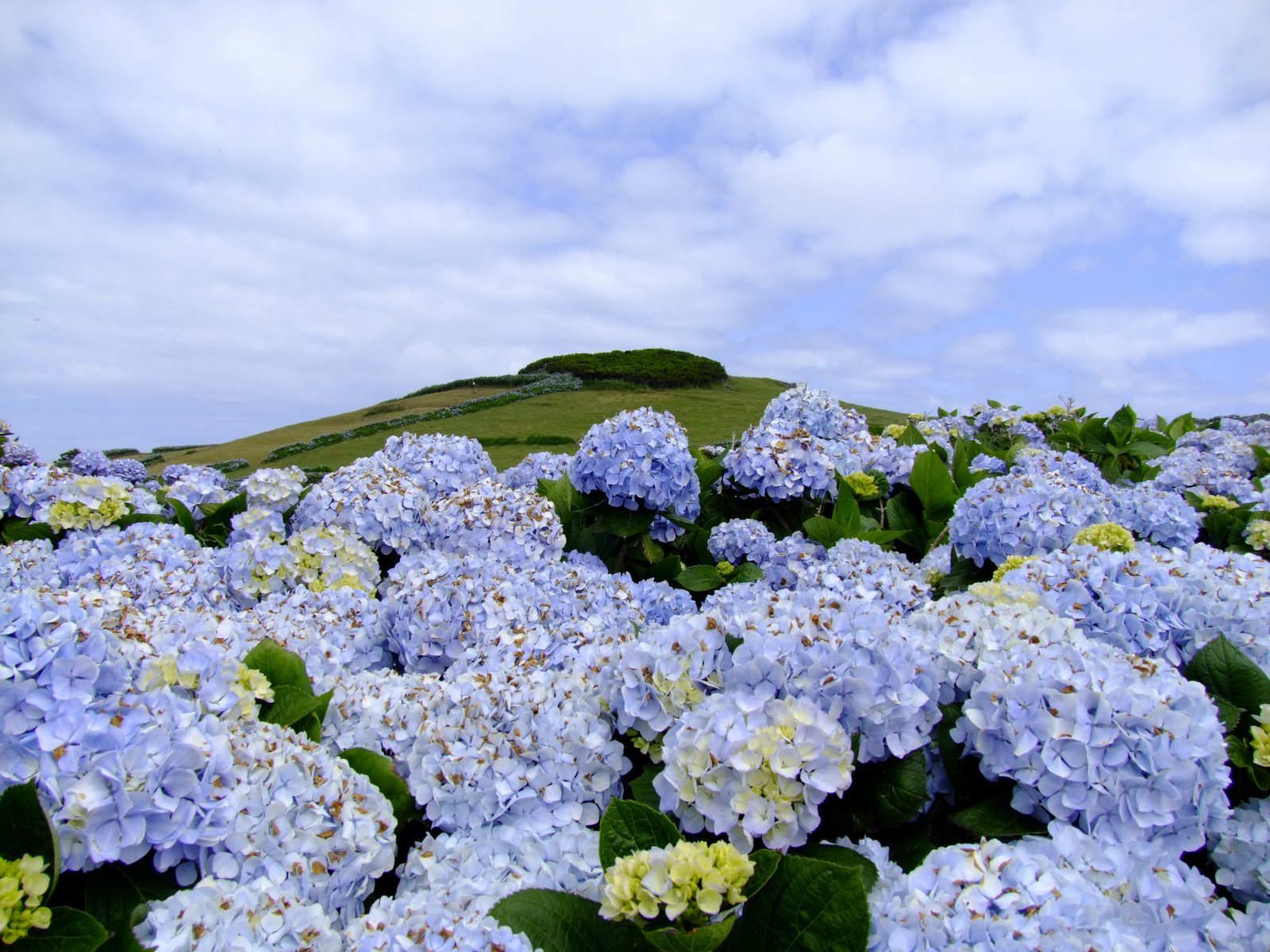 [Hydrangeas+(3).JPG]