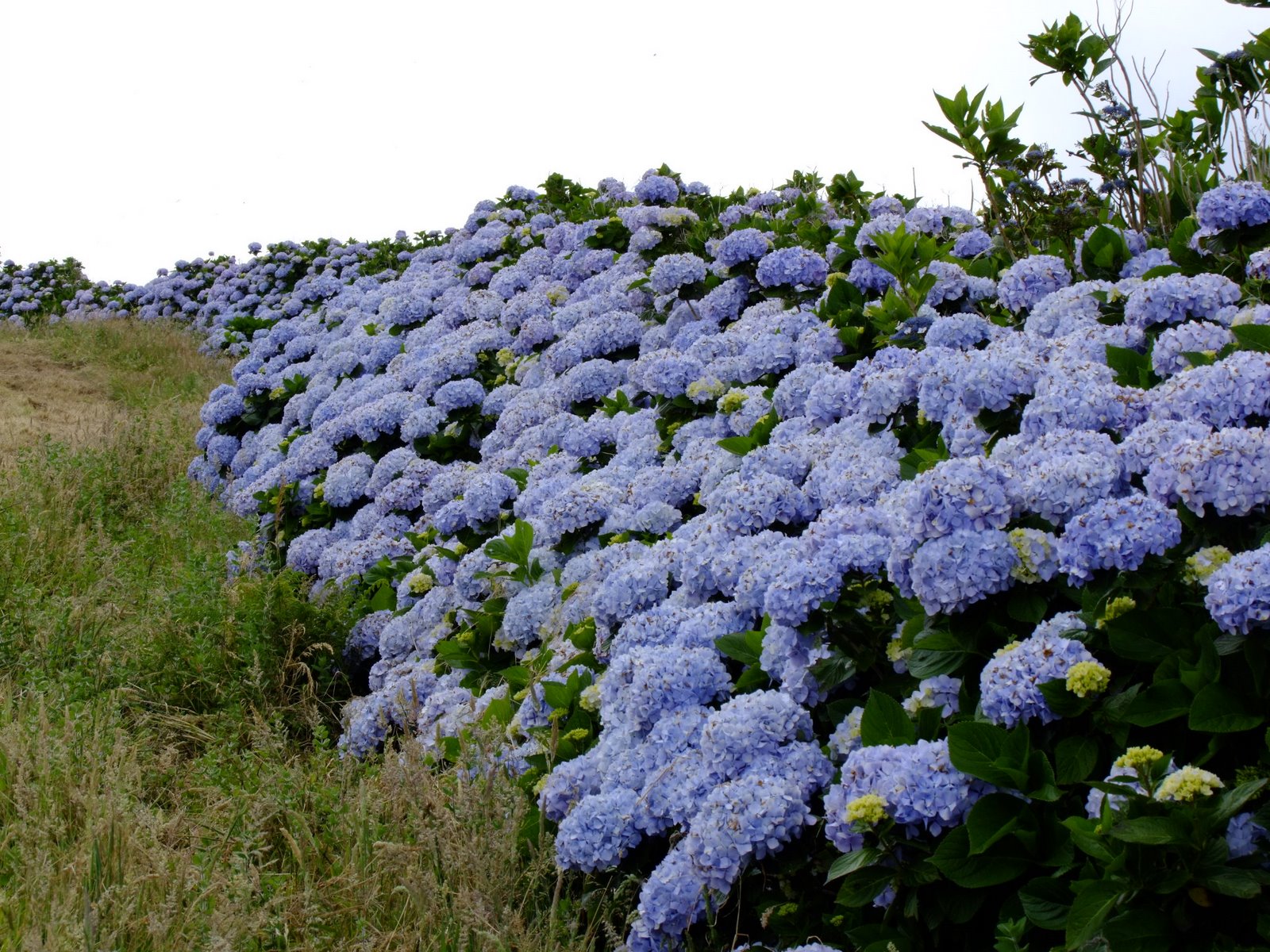 [Hydrangeas+(1).JPG]