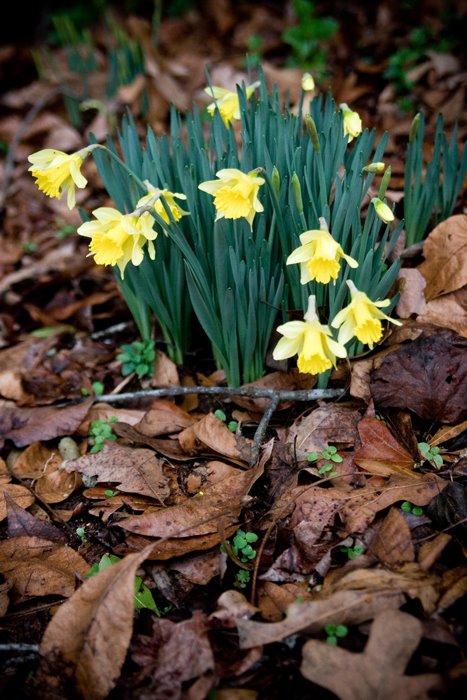 [Daffodils.jpg]