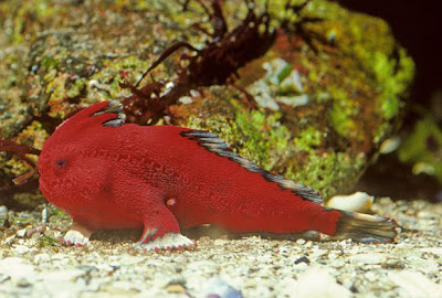 new-handfish-species-fish-red_20878_600x450.jpg