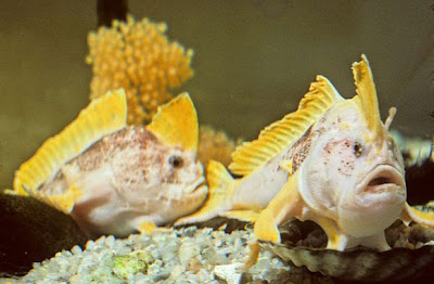 new-handfish-species-fish-ziebells_20880_600x450.jpg