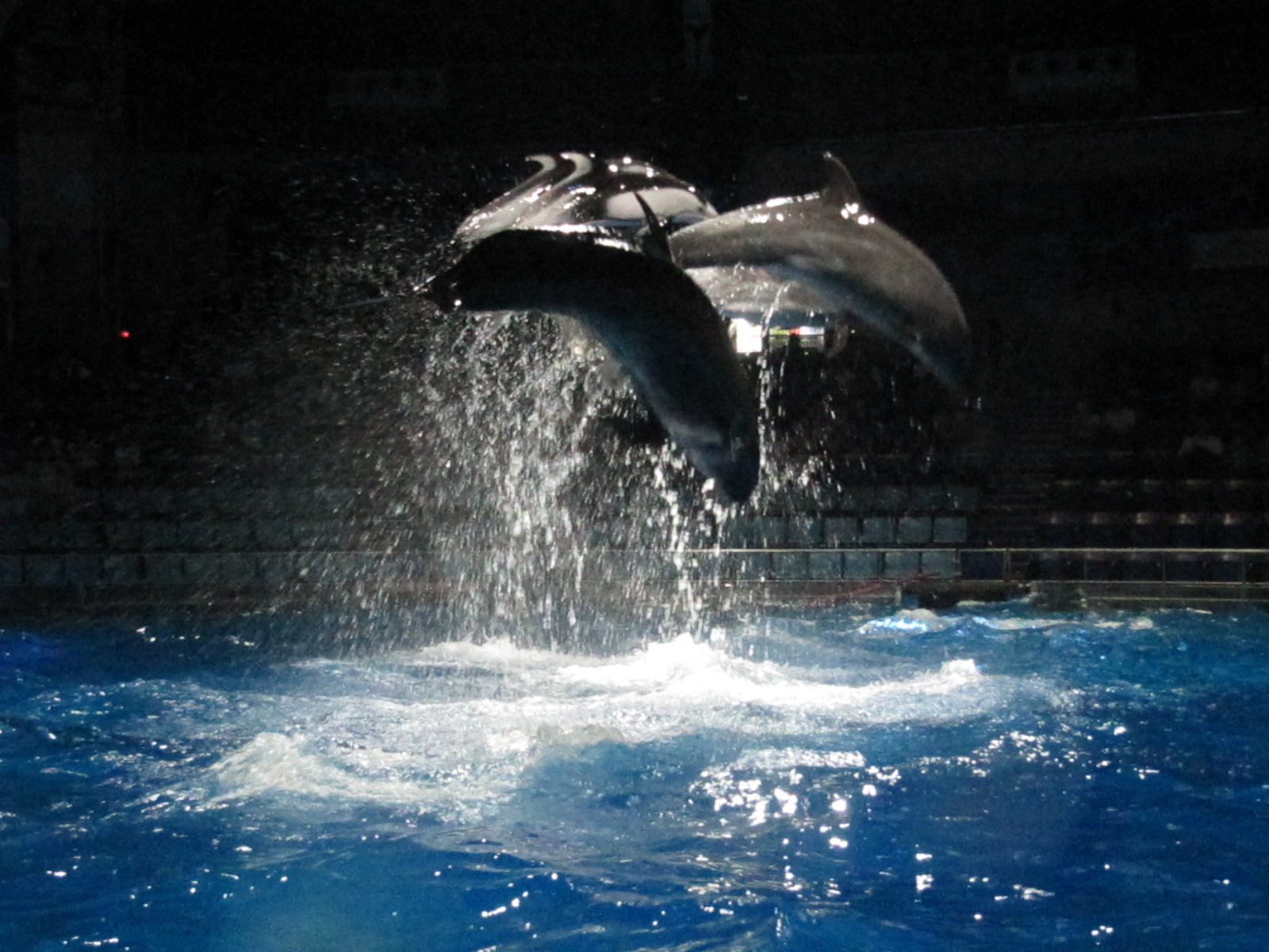 tokyo aquarium