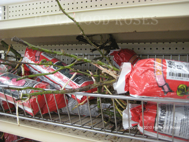 [0222BigLots02.gif]