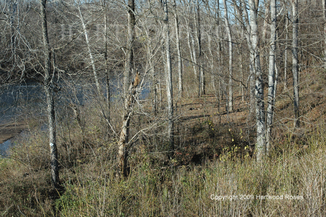 [1205Woods.gif]