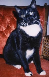 This Is Our Brother Max At The Bridge, always well dressed for any occasion in his tuxedo