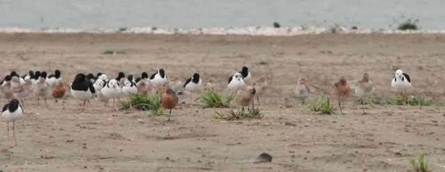 Stilts and Godwits