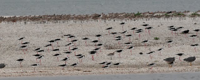 Godwits and Stilts