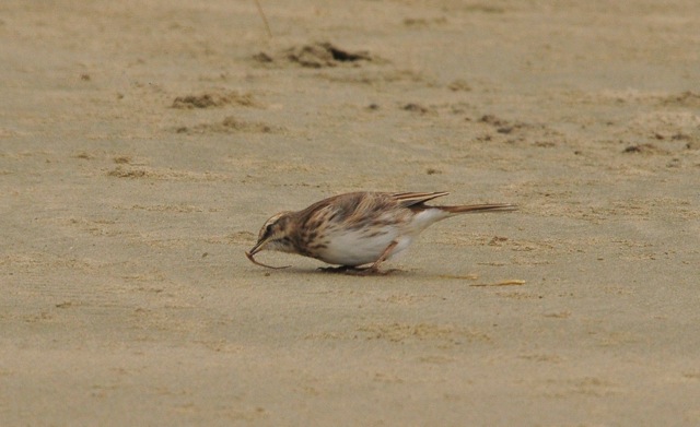 Pipit Courtship Behaviour 2