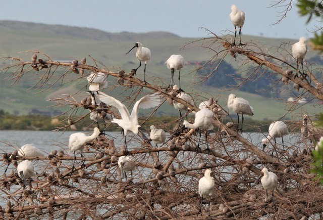 Spoonbills near Shelley Beach on the Kaipara