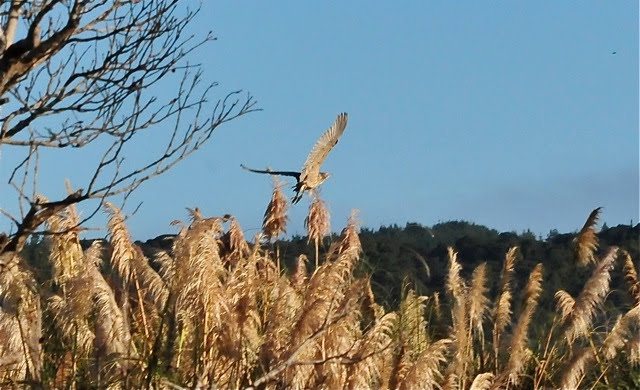 Bittern at Mataia near the Kaipara