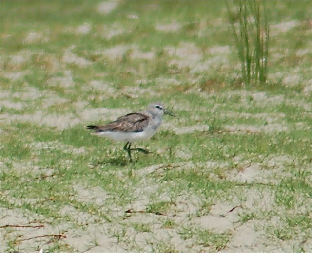 Mystery Wader at Manukapua 20/11/2009