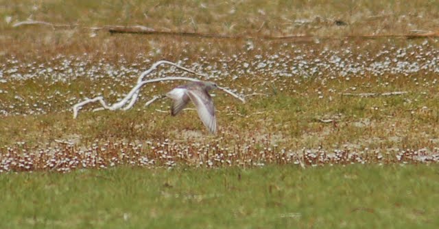 Mystery wader in flight