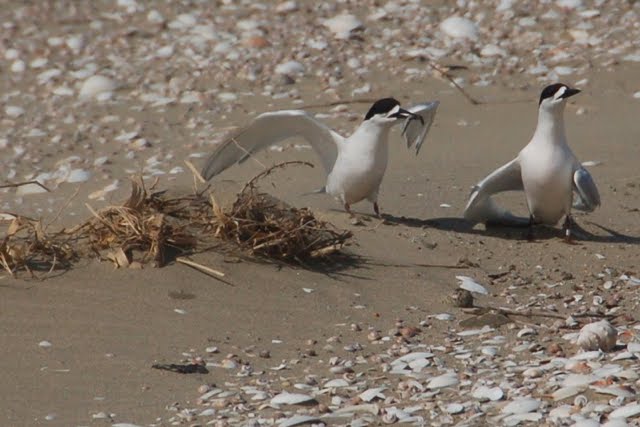 Banded WFT
