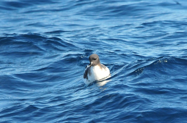 Cape Petrel