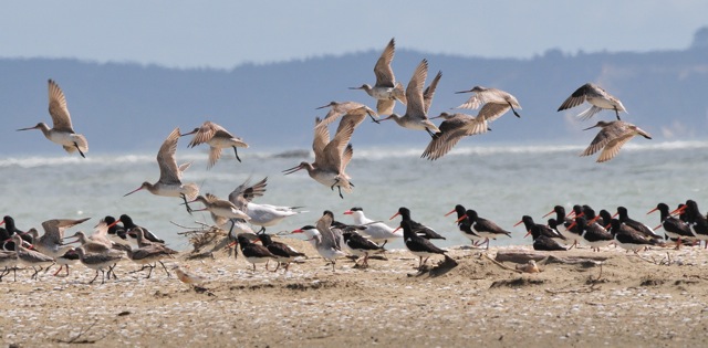 Incoming Bar-tailed Godwits at Manukapua