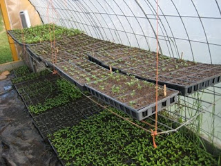 seedlings getting ready for the fields