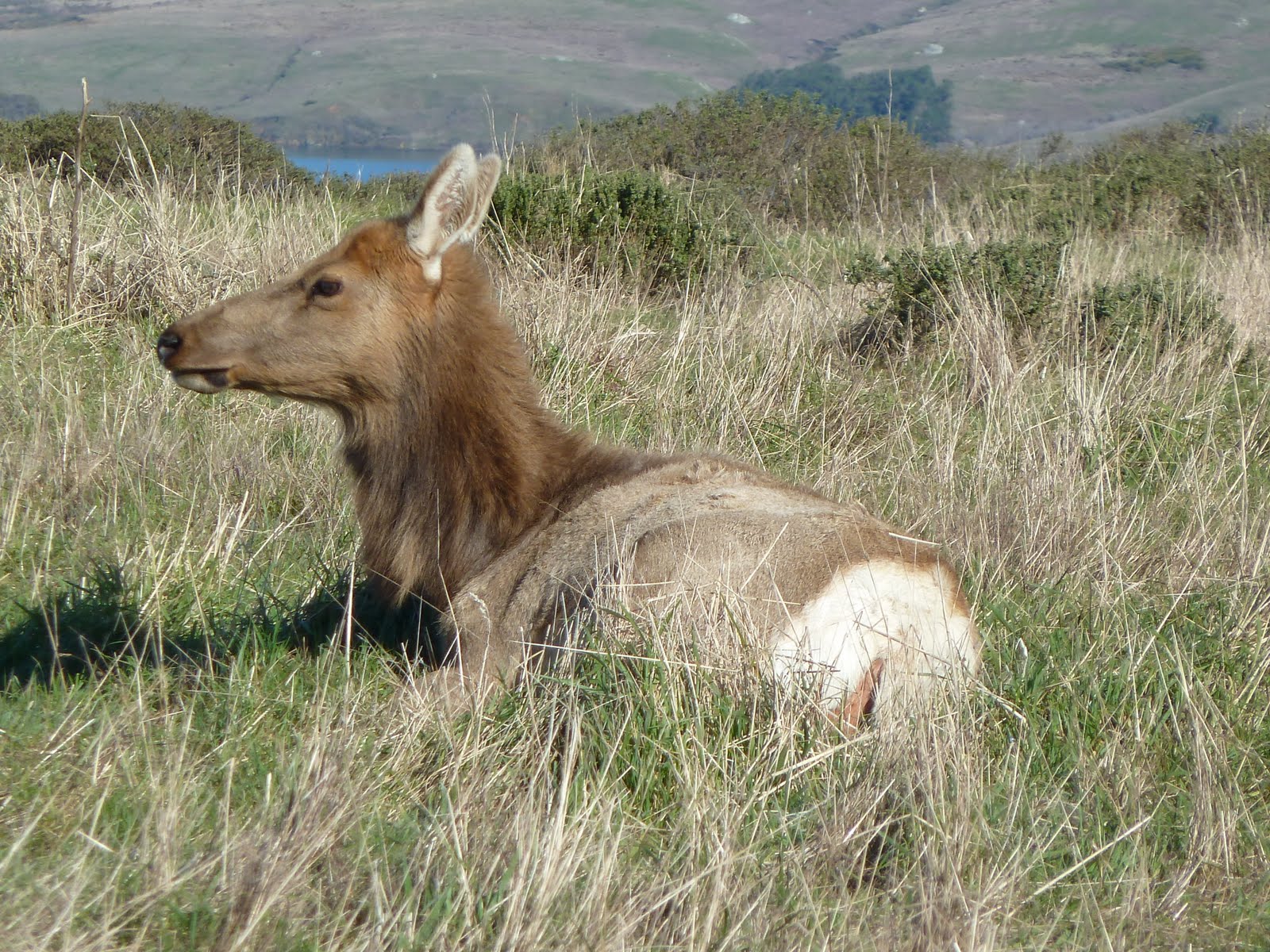 Tule Elk