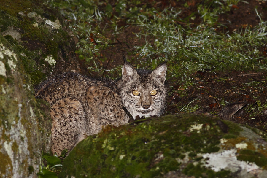 dead lynx
